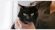 Uintah Pet Emergency
