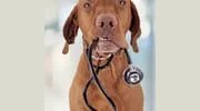 Optimum Pet Health & Wellness Center PC
