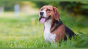Animal Hospital Of Garland
