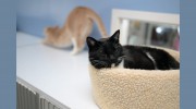 Sand Springs Small Animal Hospital