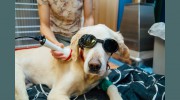 Qi Veterinary Clinic