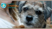 Tribeca Veterinary Wellness