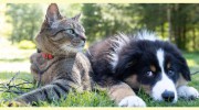 Allendale Veterinary Hospital