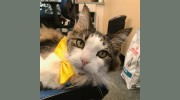 All Creatures Animal Hospital