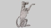 Charlestown Animal Hospital