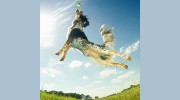 Texas County Veterinary Clinic