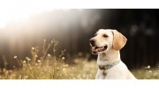 Veterinary Specialists Of The Rockies