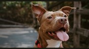 New Baltimore Animal Hospital