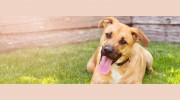 Wheaton Animal Hospital