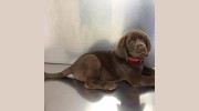 Sanatoga Animal Hospital