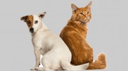 Pewaukee Veterinary Service