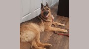 Ocoee Animal Hospital