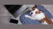 Zionsville Animal Hospital