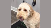 MT Carmel Animal Hospital
