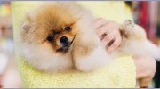 Fernandina Beach Animal Clinic