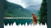 Mountain Ridge Animal Hospital