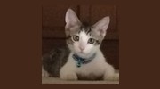 Animal Clinic Of Topanga