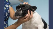 Prestige Animal Clinic