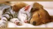 Grove Animal Hospital