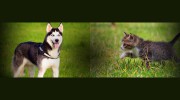Best Friends Veterinary Medical Center