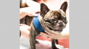 Acacia Animal Hospital