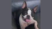 Bayshore Animal Hospital