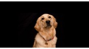 Kindness Animal Hospital