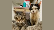 Oak Ridge Veterinary Hospital