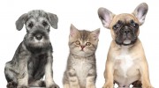 Western Veterinary Clinic