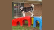 Animal Emergency Clinic