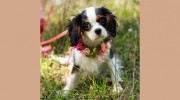 Doctors Pet Clinic