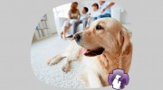 Great Lakes Pet Emergencies