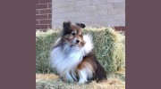 Elite Equine Small Animal
