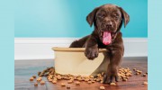 Oak Hammock Animal Hospital