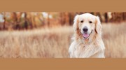 Big Sky Animal Medical Center
