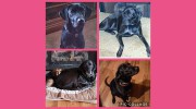 Greystone Pet Hospital