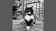 Animal Hospital-High Plains
