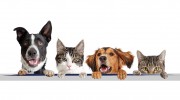 Prince William Animal Hospital