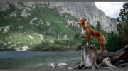 Companion Pet Clinic