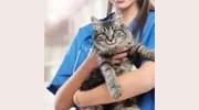 Van Buren Animal Hospital