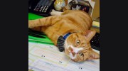 Willowood Acres Veterinary Clinic