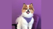 Purple Paws Pet Clinic