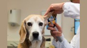 Community Animal Hospitals