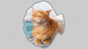 Shoreline Veterinary Hospital