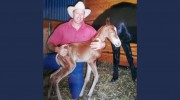 Mobile Equine Service