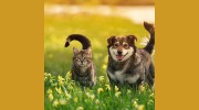 Altavista Animal Hospital