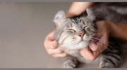 Summer Street Cat Clinic