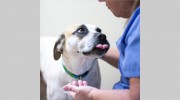Sangaree Animal Hospital