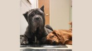 Mars Hill Animal Hospital