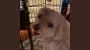 Poco West Veterinary Clinic